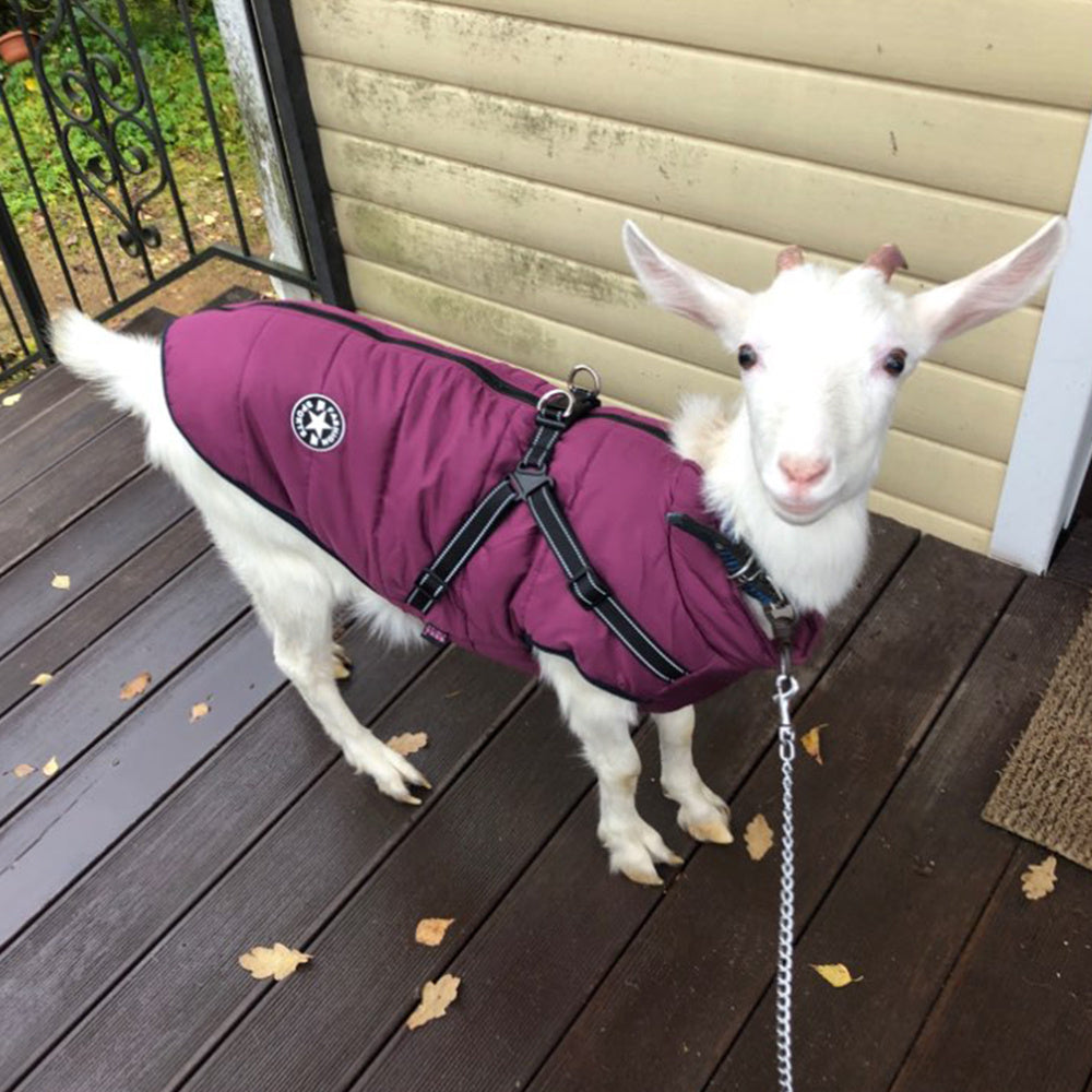 Waterproof Winter Dog Coat – Harness-Style Warm Pet Jacket